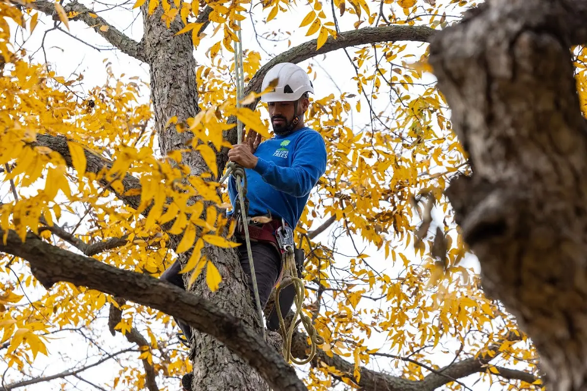 Skilled Tree Planing crew working in Harrisburg